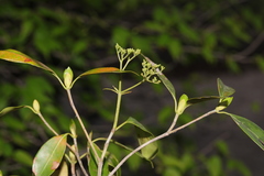 Coptosperma