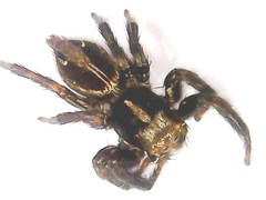 Plexippus paykulli