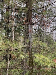 Cronartium ribicola