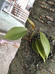 Prunus