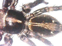 Plexippus paykulli