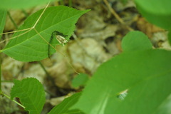 Clepsis melaleucanus