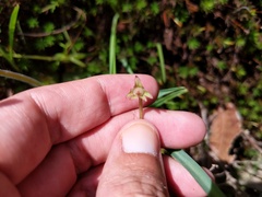Pinguicula oblongiloba