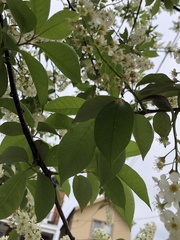 Prunus