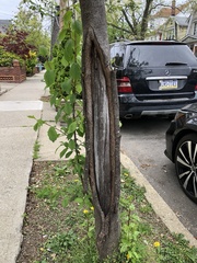 Prunus