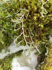 Selaginella wallacei