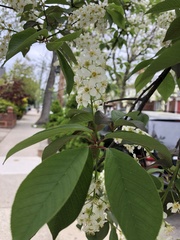 Prunus