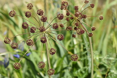 Lomatium dissectum dissectum