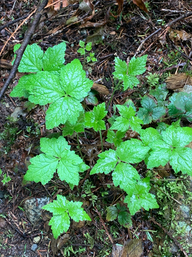 Threeleaf Foamflower
