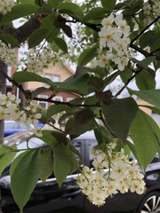 Prunus