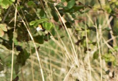 Anthocharis julia flora