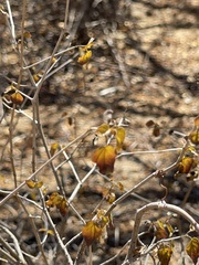 Ruellia californica peninsularis