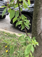 Prunus