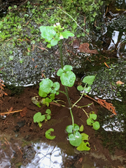 Cardamine breweri