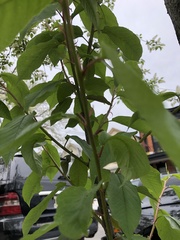 Prunus