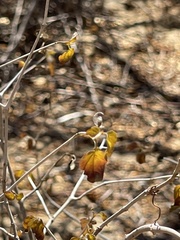 Ruellia californica peninsularis
