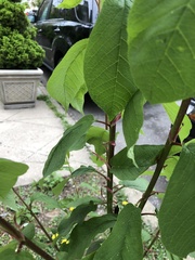 Prunus