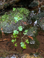 Cardamine breweri