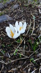 Crocus aleppicus