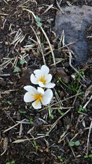 Crocus aleppicus