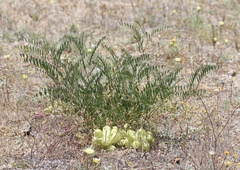 Astragalus douglasii douglasii