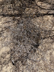 Ruellia californica peninsularis