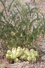 Astragalus douglasii douglasii