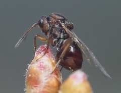 Callirhytis elliptica