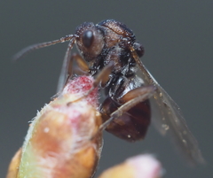 Callirhytis elliptica