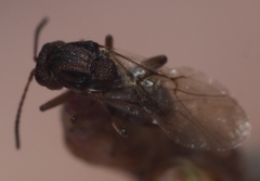 Callirhytis elliptica