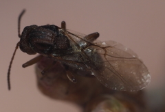 Callirhytis elliptica