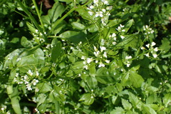 Cardamine breweri