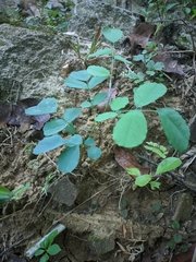 Dalbergia latifolia