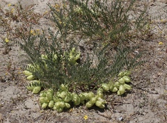 Astragalus douglasii douglasii