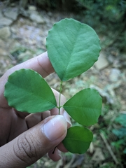 Dalbergia latifolia