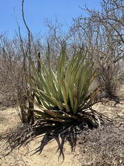 Agave aurea