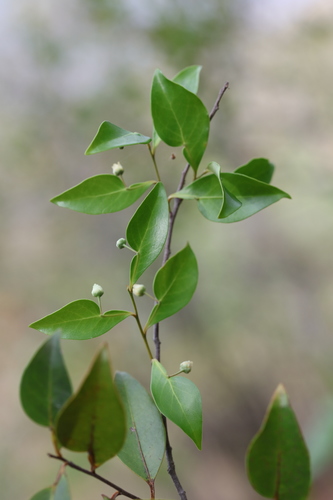 Polycardia lateralis