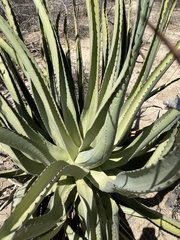 Agave aurea