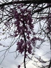 Cercis