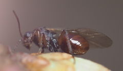 Callirhytis elliptica