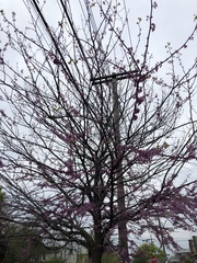 Cercis