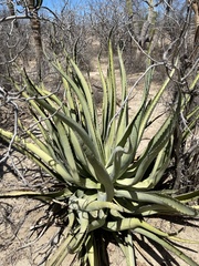 Agave aurea