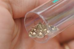 Anania coronata
