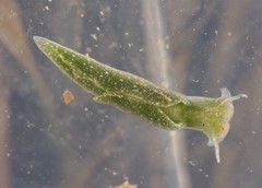 Elysia chlorotica