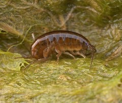 Speziorchestia grillus