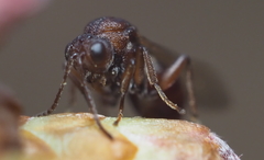 Callirhytis elliptica