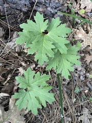 Cacaliopsis nardosmia