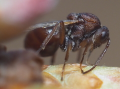 Callirhytis elliptica