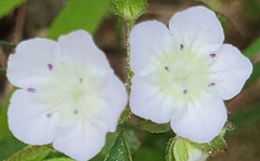 Hydrophyllum appendiculatum