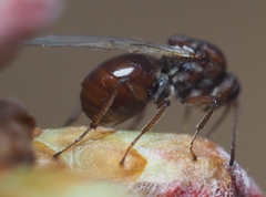 Callirhytis elliptica